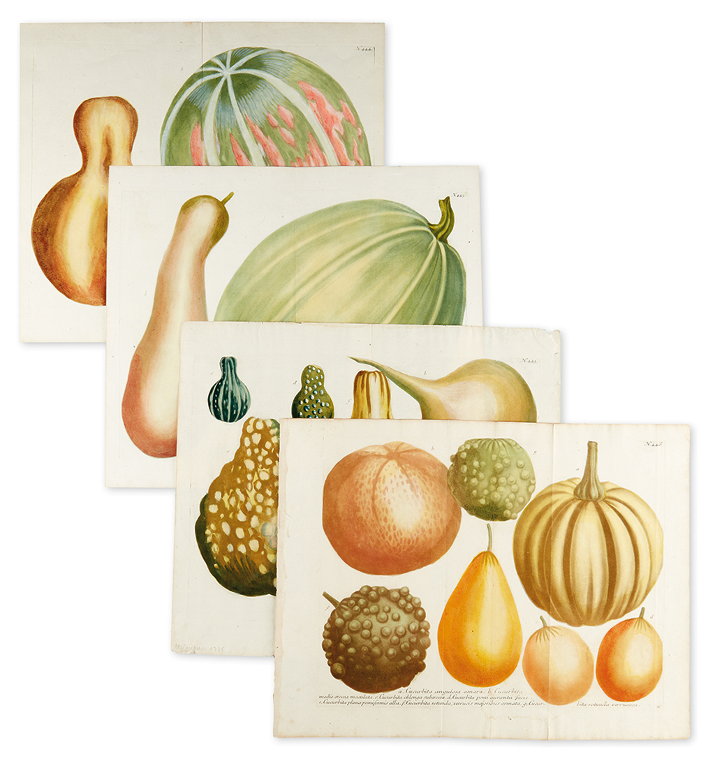 WEINMANN, JOHANN. Set of four mezzotints of gourds,